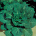 Sementes Couve Manteiga HI CROP 10g - TAKII SEED