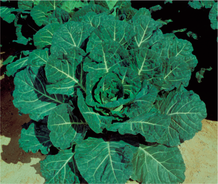 Sementes Couve Manteiga HI CROP 10g - TAKII SEED