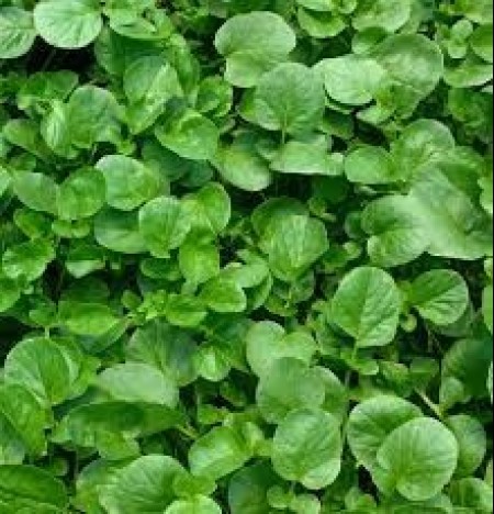 Sementes Agrião Topázio 100g - FELTRIN
