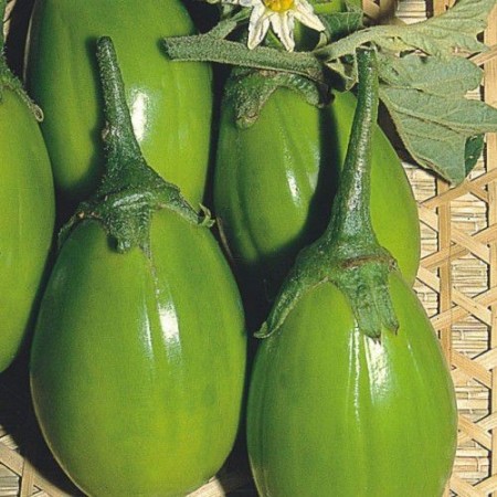 Sementes Jiló Tinguá Verde-Claro 100g  - Isla