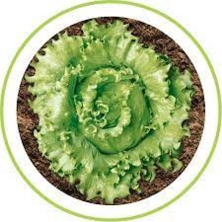 Sementes Alface Lucy Brown 5000 Sementes - SEMINIS (Peletizadas)