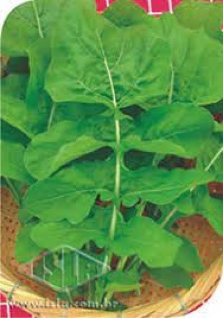 Sementes de Rucula Gigante Folha larga 100g - TOPSEED PREMIUM