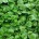 Sementes de Agrião do Seco 100g - TOPSEED PREMIUM