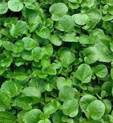 Sementes de Agrião do Seco 100g - TOPSEED PREMIUM
