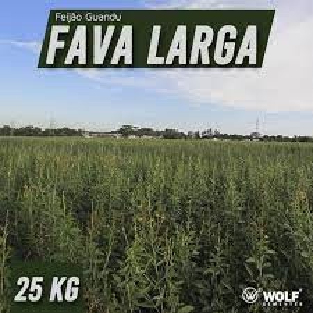 Sementes para Capim Feijão Guandu FAVA LARGA (Saco de 25kg)