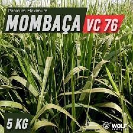 Sementes para Capim MOMBAÇA VC76 (Saco de 5kg)