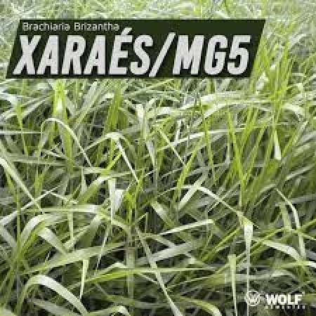 Sementes para Capim XARAÉS MG-5 VC76 (Saco de 5kg)