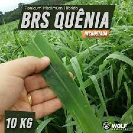 Sementes para Capim BRS QUÊNIA Incrustada (Saco de 10kg)