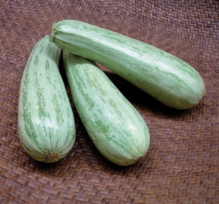 Sementes Abobrinha Caserta Italiana 100g - FELTRIN - Image 2