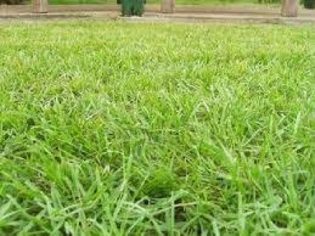 Grama PENSACOLA (Saco de 10kg)