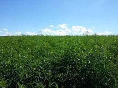 Sementes para Capim Humidicola cv. LLANERO Incrustada (Saco de 10kg)