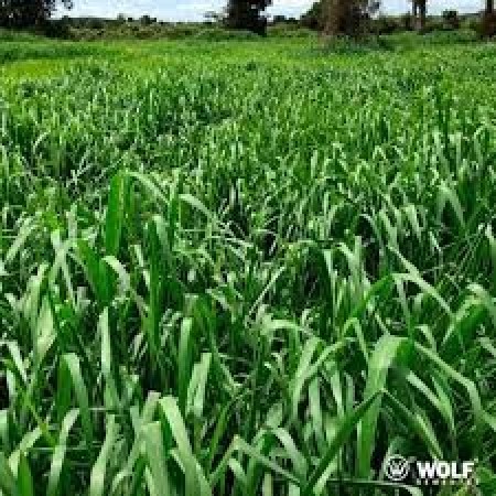 Sementes para Capim Brachiaria Híbrida MAVUNO Incrustada 15kg