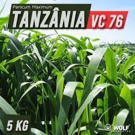Sementes para Capim TANZÂNIA VC76 (Saco de 5kg)