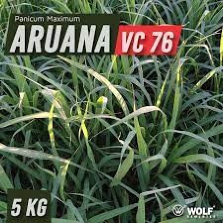 Sementes para Capim ARUANA VC76 (Saco de 5kg)