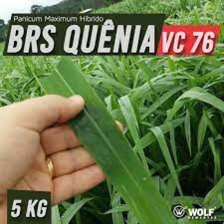 Sementes para Capim BRS QUÊNIA VC76 (Saco de 5kg)