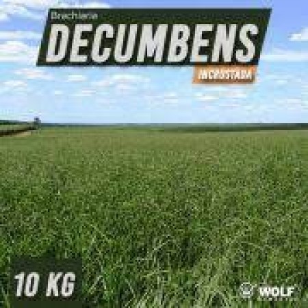 Sementes para Capim DECUMBENS Basilisk VC76 (Saco de 5kg)