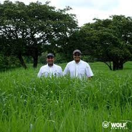 Sementes para Capim MARANDU VC76 (Saco de 5kg)