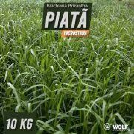 Sementes para Capim BRS PIATÃ VC76 (Saco de 5kg)