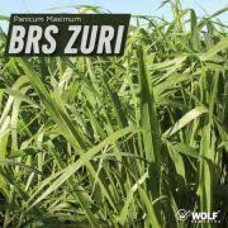 Sementes para Capim BRS ZURI VC76 (Saco de 5kg)