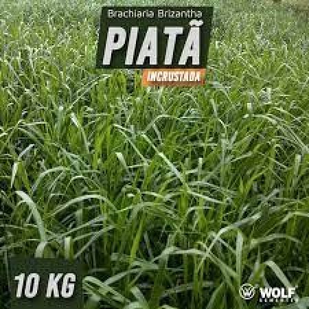 Sementes para Capim BRS PIATÃ Incrustada (Saco de 10kg)