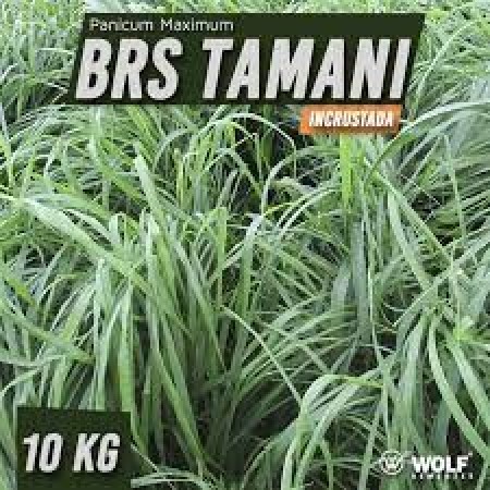 Sementes para Capim BRS TAMANI Incrustada (Saco de 10kg)