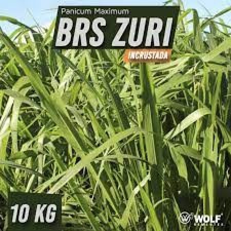 Sementes para Capim BRS ZURI Incrustada (Saco de 10kg)