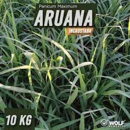 Sementes para Capim ARUANA Incrustada (Saco de 10kg)