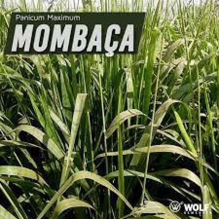 Sementes para Capim MOMBAÇA Incrustada (Saco de 10kg)