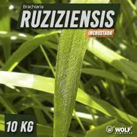 Sementes para Capim. RUZIZIENSIS Incrustada (Saco de 10kg)