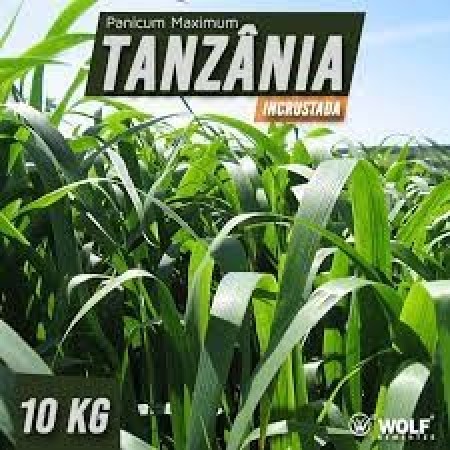 Sementes para Capim TANZÂNIA Incrustada (Saco de 10kg)