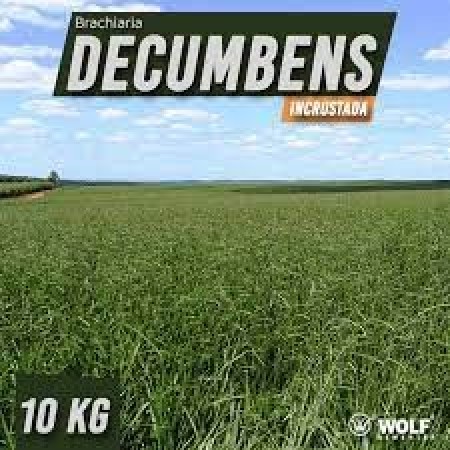 Sementes para Capim DECUMBENS Basilisk Incrustada (Saco de 10kg)