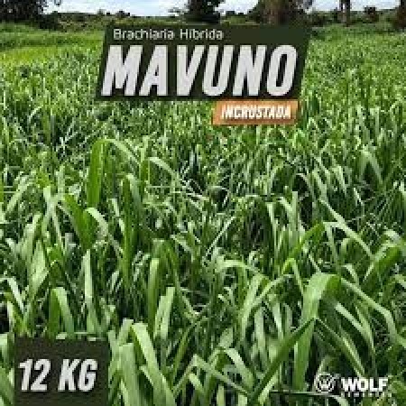 Sementes para capim Brachiaria Híbrida Mavuno 12kg