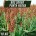 Semente de Sorgo Forrageiro BRS Sorgo Ponta Negra