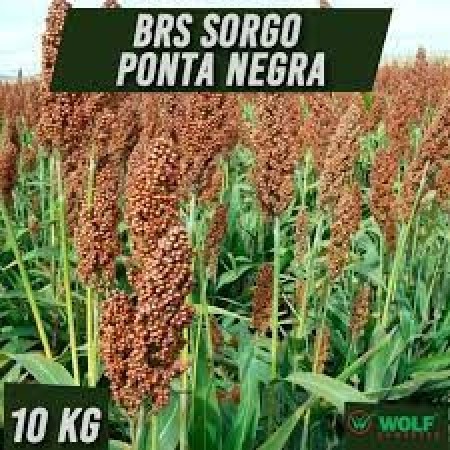 Semente de Sorgo Forrageiro BRS Sorgo Ponta Negra
