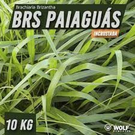 Sementes para Capim PAIAGUÁS Incrustada (Saco de 10kg)