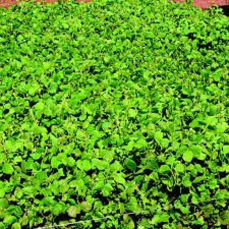 Sementes para Capim CALOPOGÔNIO (Saco de 25kg)