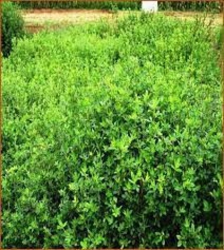 STYLOSANTHES Campo Grande (Saco de 5kg)