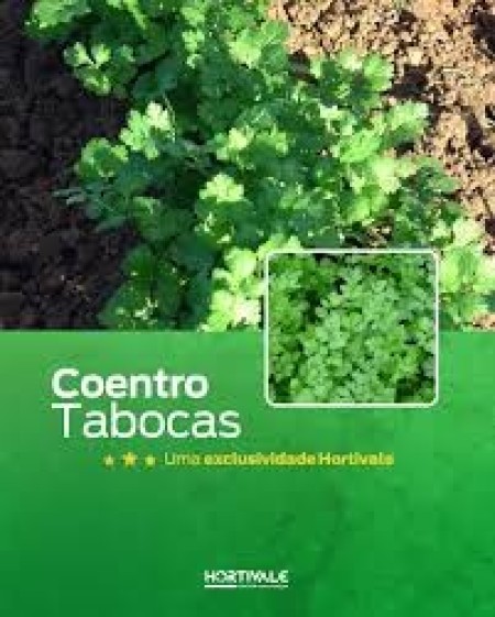Semente de Coentro Tabocas - 500g - Image 2